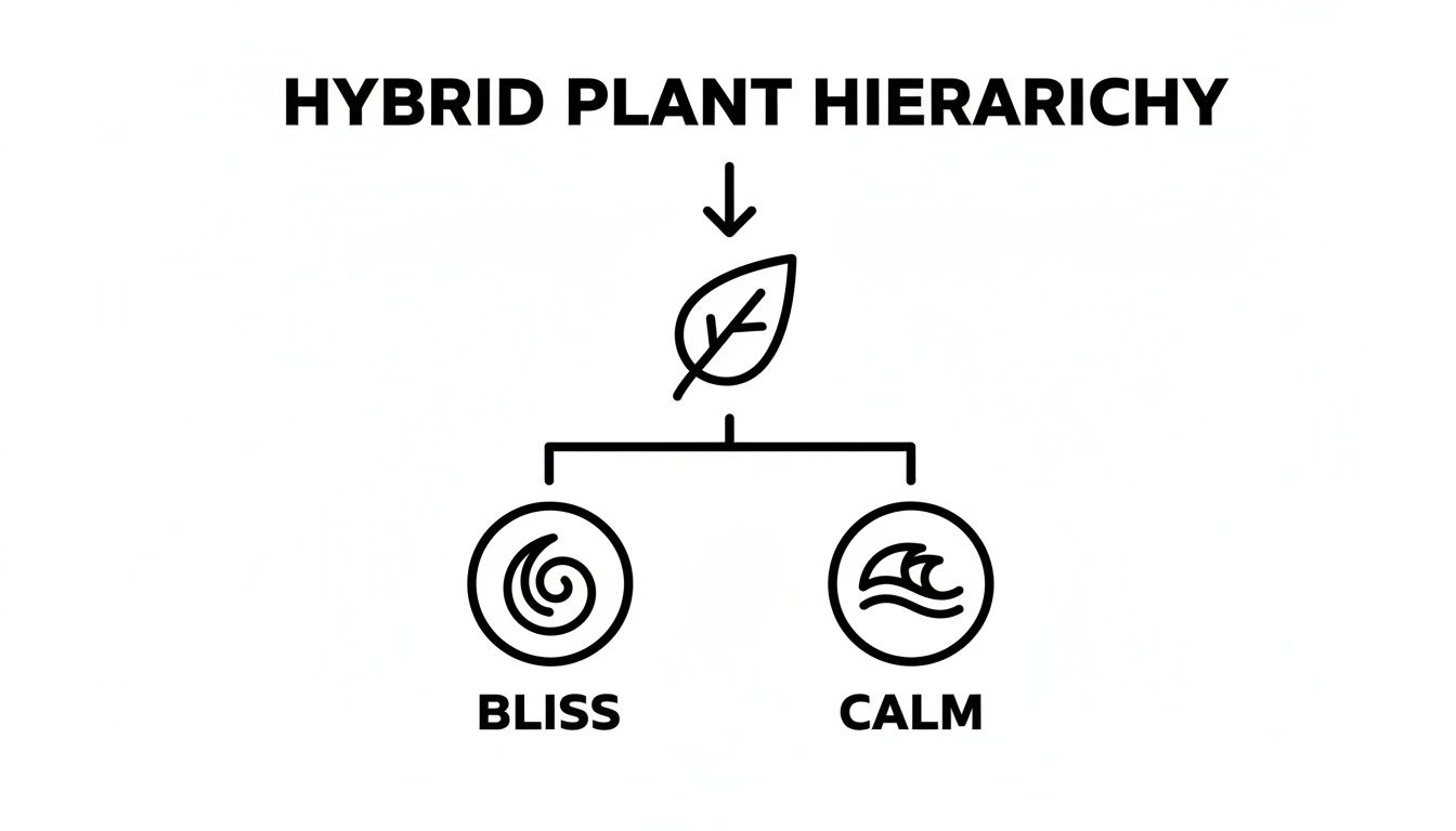A diagram illustrates a "Hybrid Plant Hierarchy" with a leaf icon branching into "Bliss" (swirl) and "Calm" (waves).