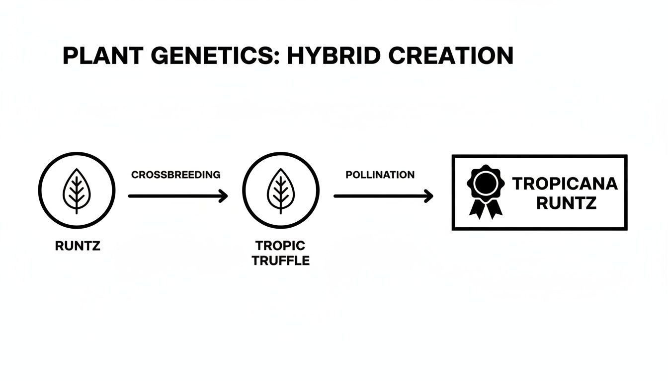 Diagram illustrating plant genetics: crossbreeding Runtz and Tropic Truffle to create Tropicana Runtz hybrid.