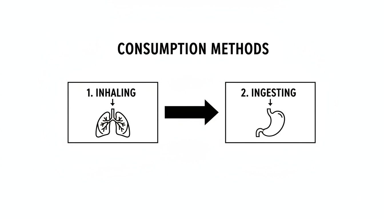 Diagram illustrating two consumption methods: inhaling into lungs and ingesting into the stomach.