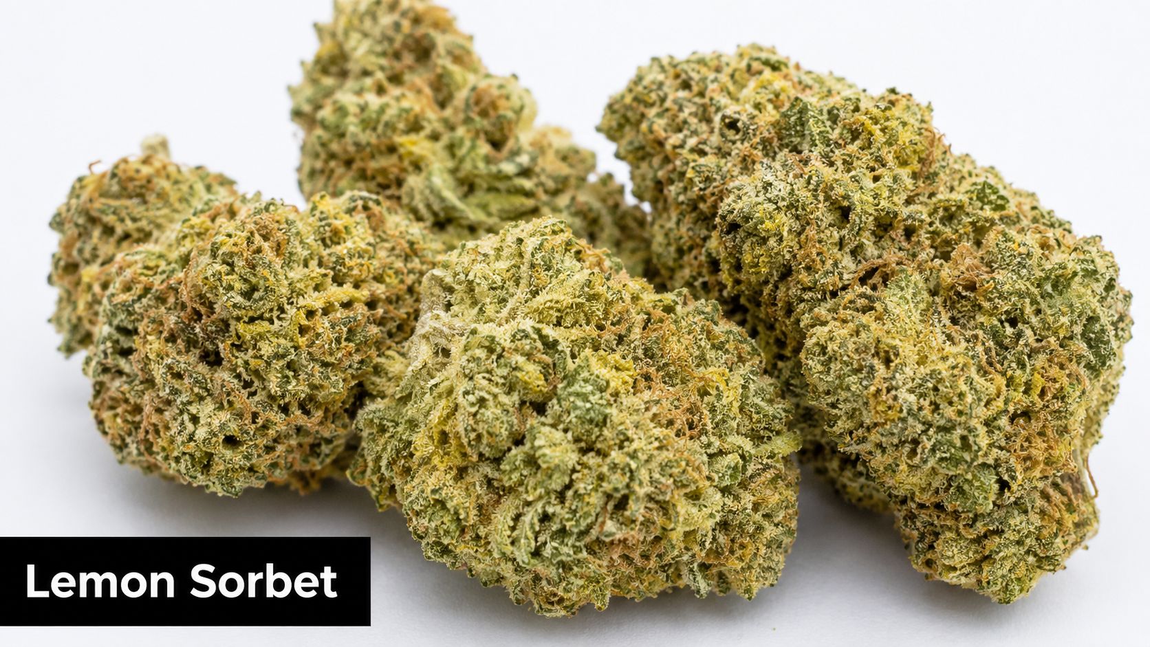 Several dense, light green Lemon Sorbet cannabis buds with orange hairs displayed on a white background.