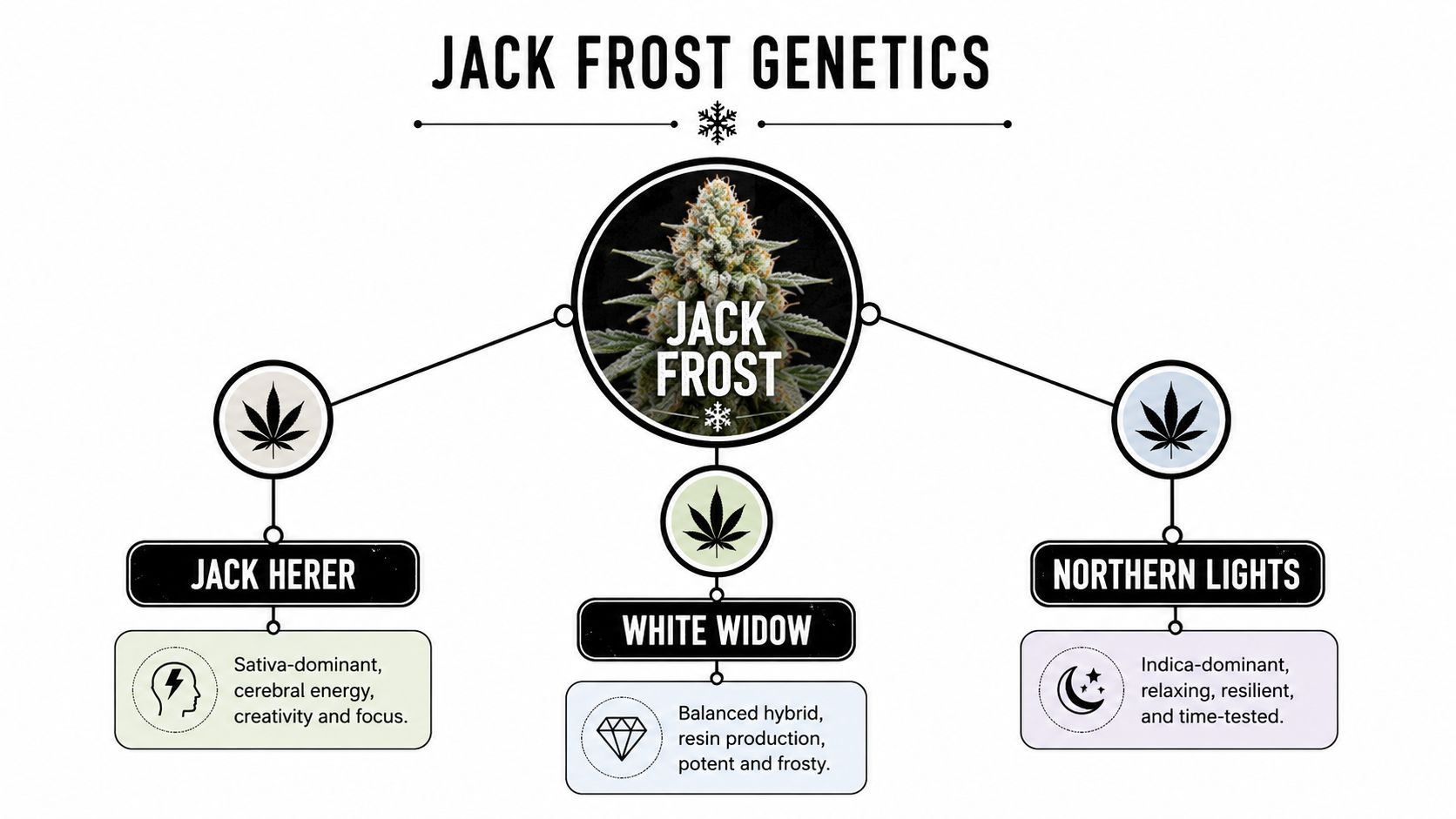 A diagram illustrating the genetic lineage of the Jack Frost cannabis strain, featuring Jack Herer, White Widow, and Northern Lights.